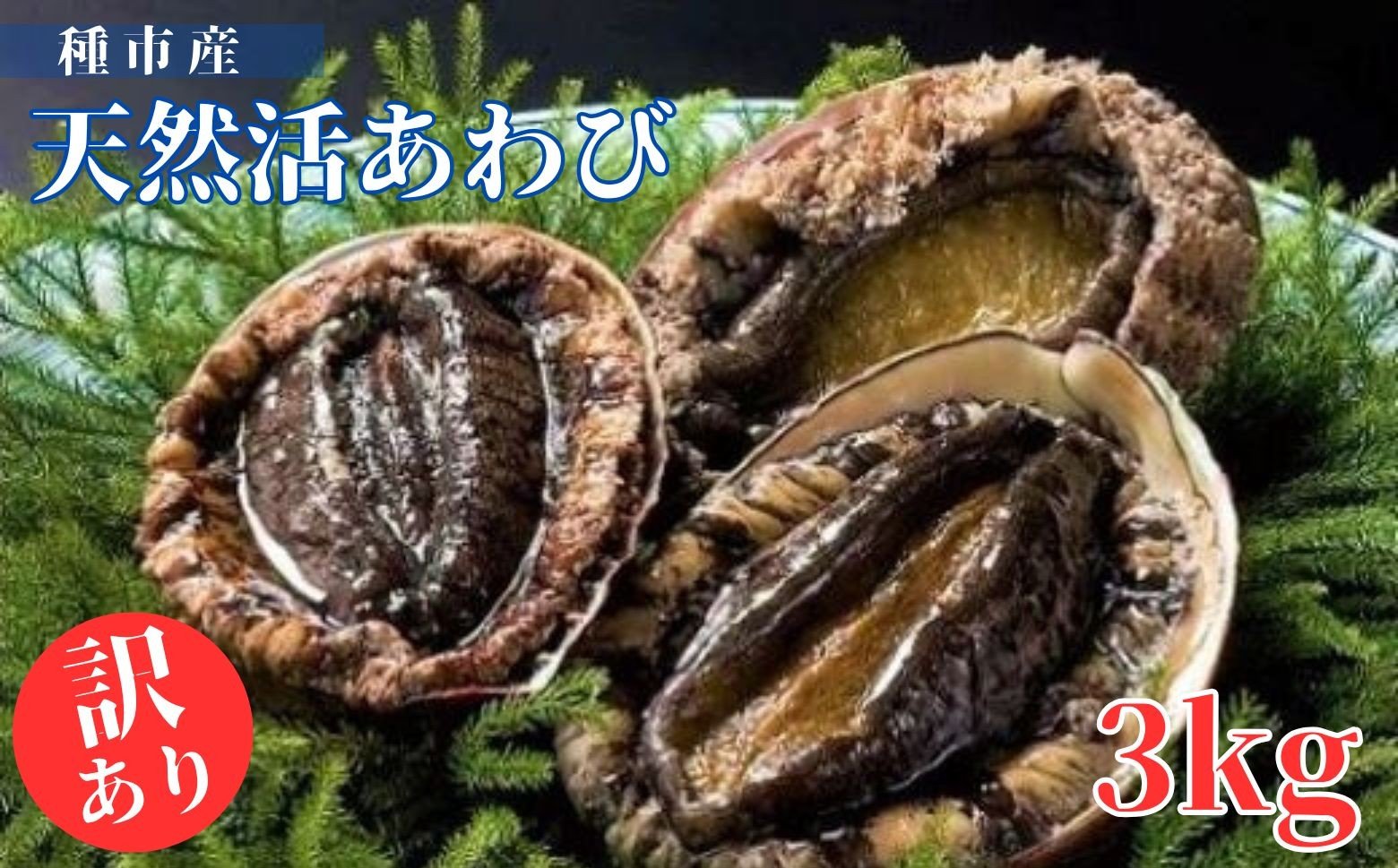 活アワビ（写真はA級品です）