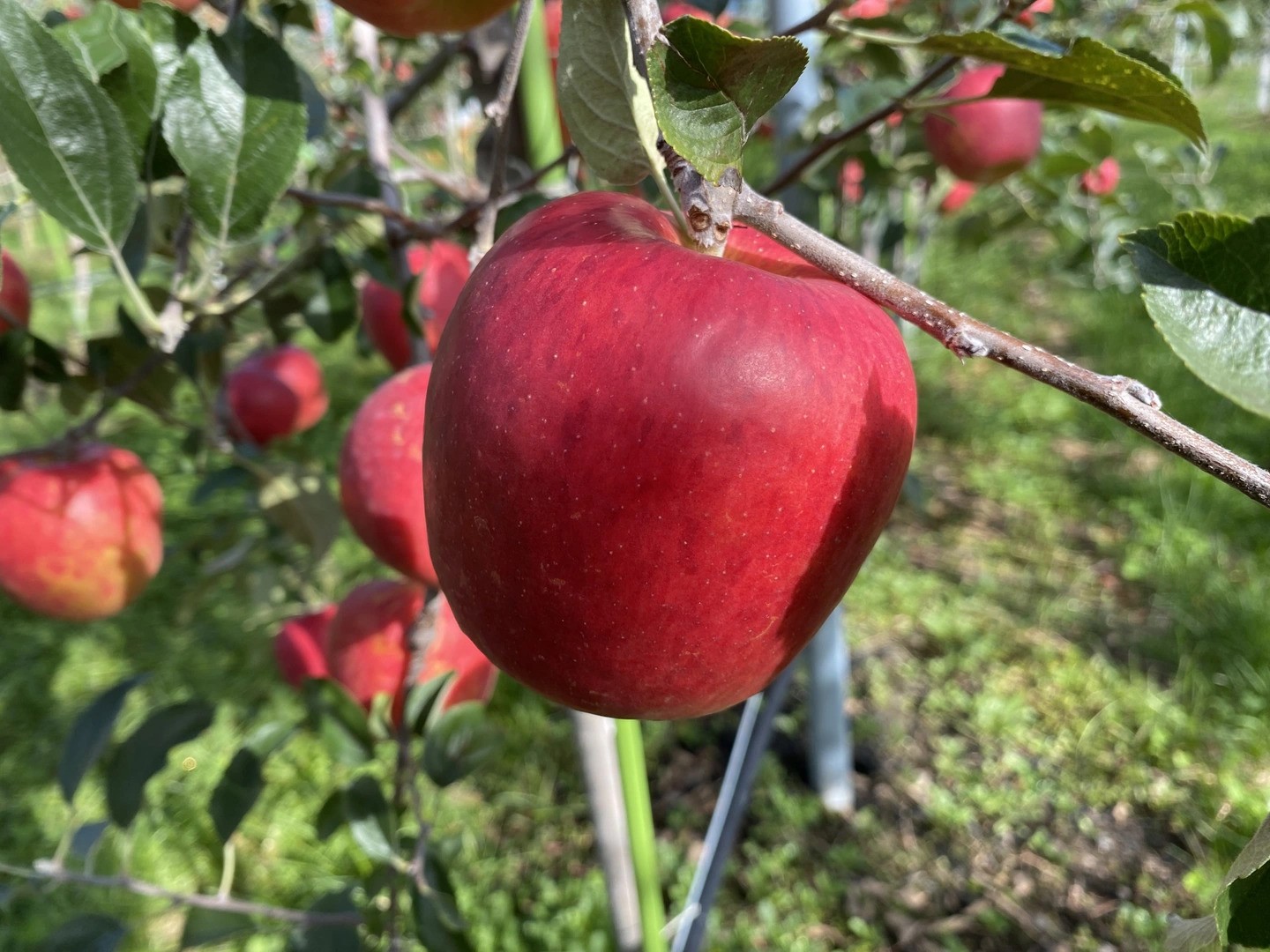 画像はイメージです。内容量は約2.5㎏になります。