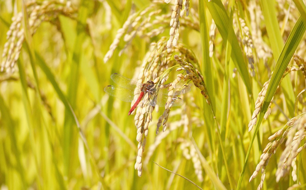 【令和7年産】たとみ農園のお米ヒノヒカリ キューブ真空パック詰合せ 300g×9個