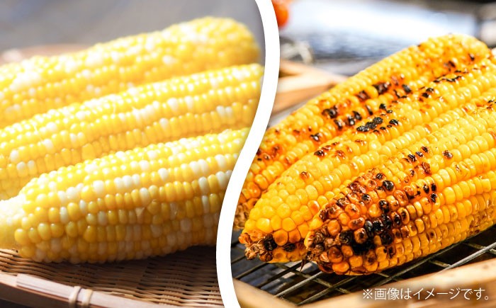 高糖度 どるちぇどりーむ 糖度 コーンスープ 甘さ コーン おやつ BBQ バター焼き 野菜 とうもろこし  糖度 菊陽町