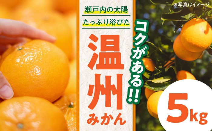 愛媛ミカン 温州みかん みかん オレンジ フルーツ ミカン 果物 みかんジュース 愛媛みかん デザート 人気