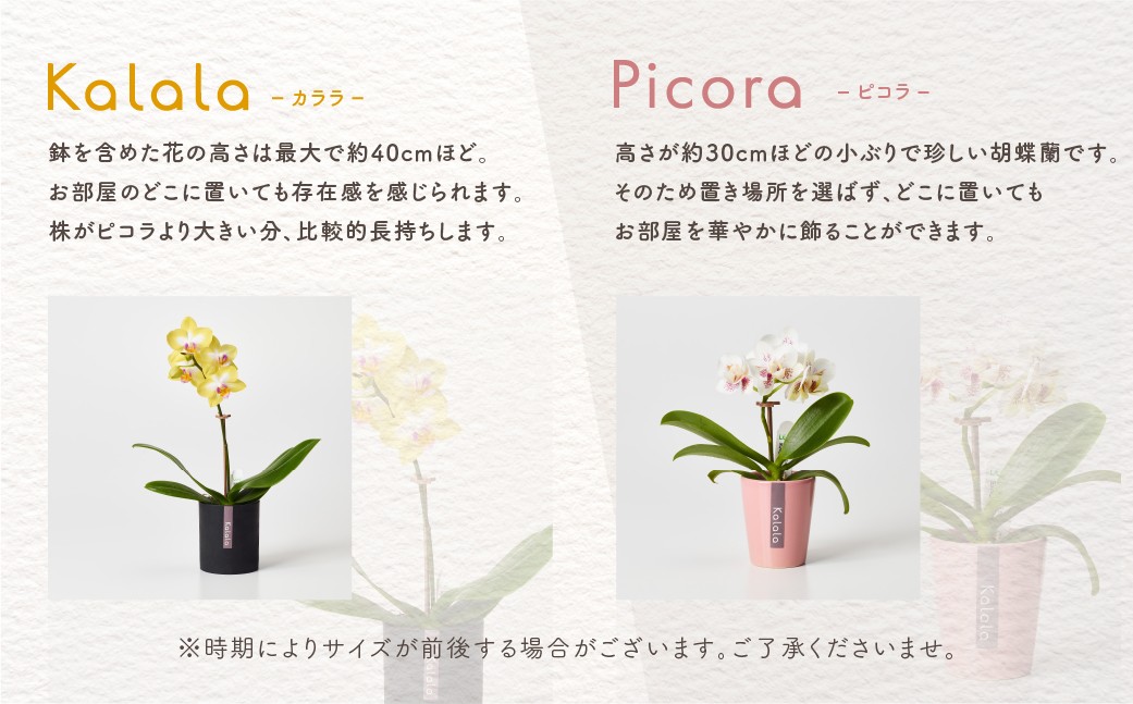 産直胡蝶蘭『カララ』３鉢セット　ウッド鉢　※写真はイメージです。