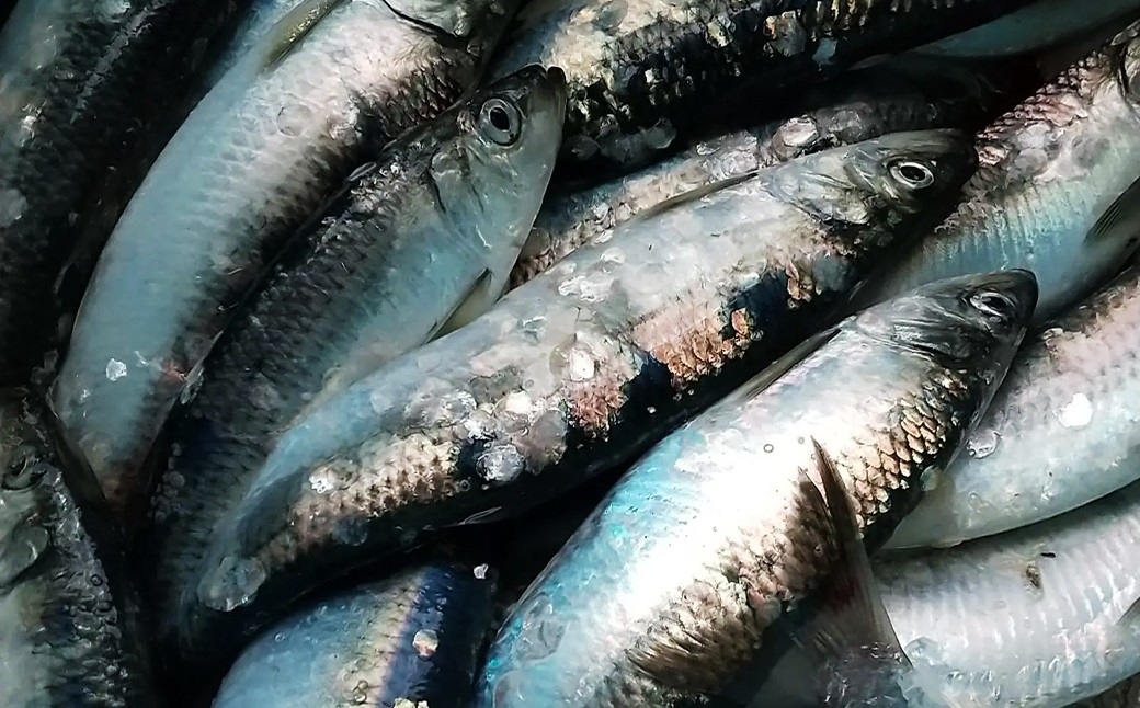 北海道産【お刺身用】「ニシン」2枚入×5パックセット（急速凍結）