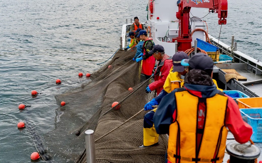 北海道産【お刺身用】「ニシン」2枚入×15パックセット（急速凍結）