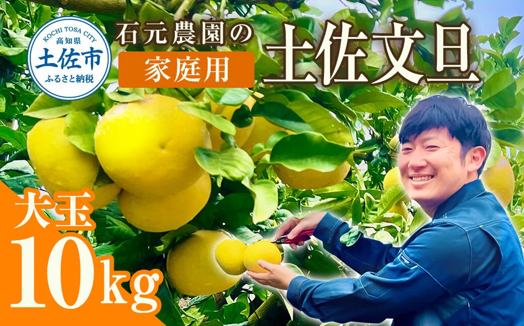 土佐文旦　家庭用　約１０キロ（１４～２２玉）