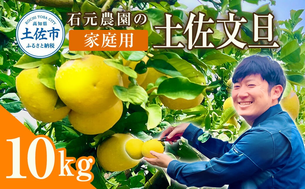土佐文旦　家庭用　約１０キロ（１４～２２玉）