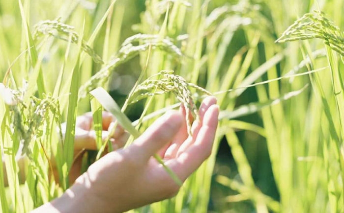 島根県 雲南市 大東町 ブランド米 インディカ米 プリンセスサリー 国産 小分け 人気 おすすめ 在庫限り 数量限定