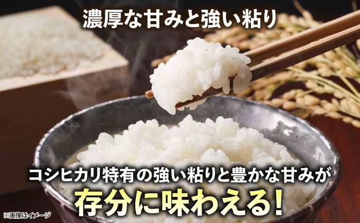 新米 米 白米 コシヒカリ 5kg