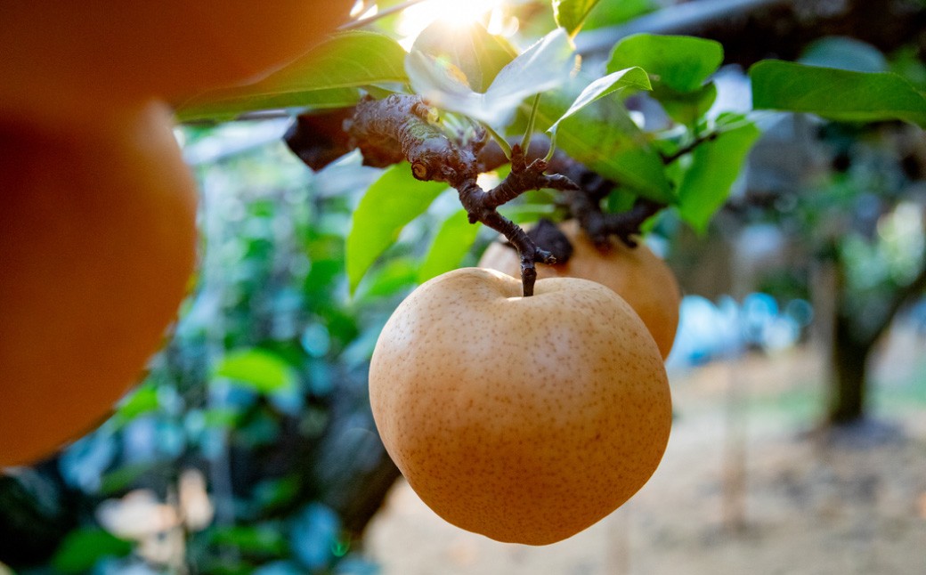 あたご梨 3～6玉 合計約3kg 化粧箱