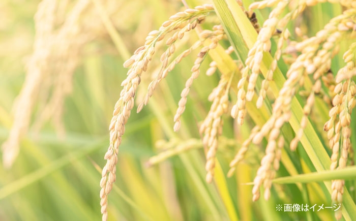 白米 こめ コウノトリやすらぎ米 新米 精米 ごはん お弁当 国産 おいしい 