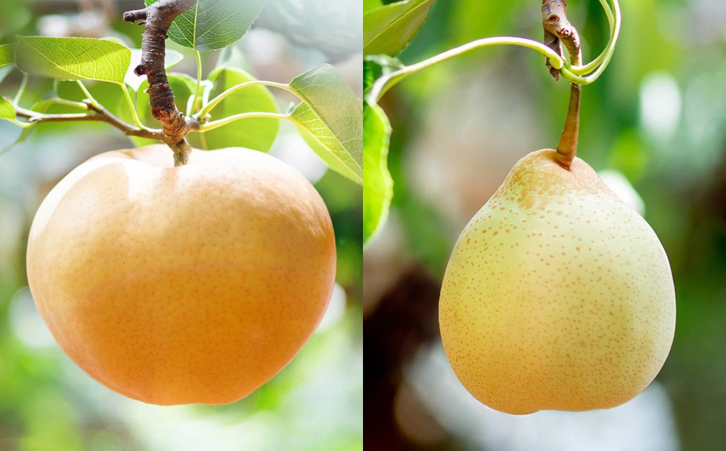 あたご梨 2～3玉・鴨梨（ヤーリー）3～7玉 詰合せ 合計約4kg 化粧箱