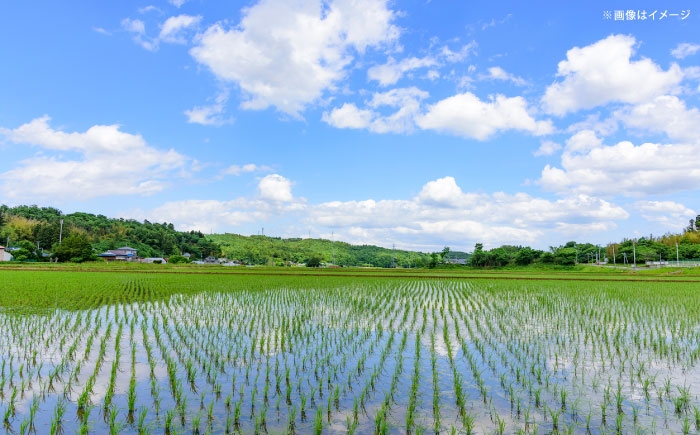 米 10kg 令和7年産 R7年産 コシヒカリ 島根 雲南