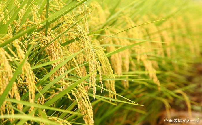 米 白米 こめ おこめ ごはん プレミアム ブランド つや姫 島根県 雲南市