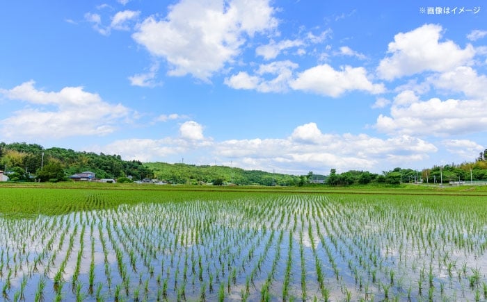 米 定期便 令和7年産 R7年産 コシヒカリ 島根 雲南