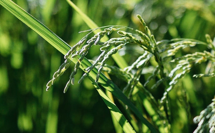 島根県 雲南市 大東町 ブランド米 インディカ米 プリンセスサリー 国産 小分け 人気 おすすめ 在庫限り 数量限定