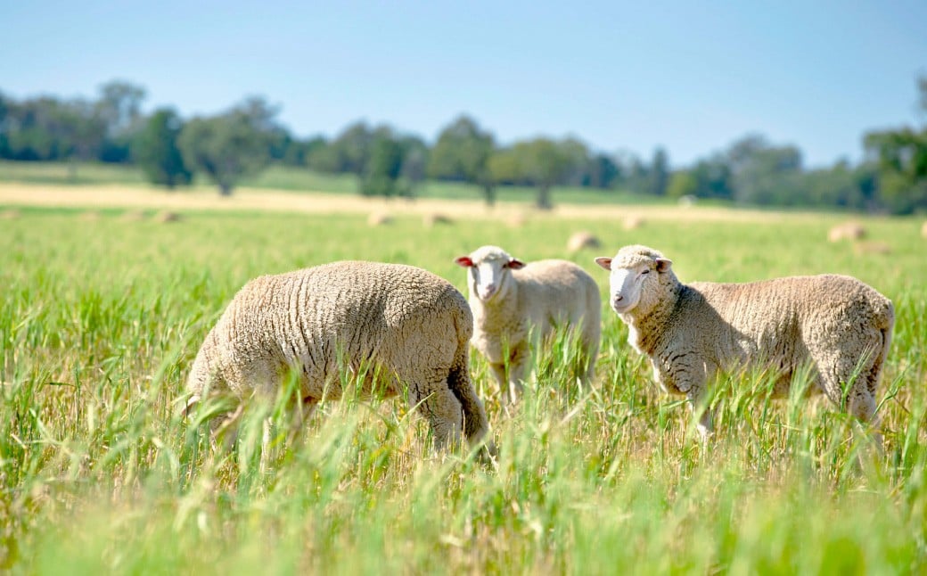 瀬戸内レモンの塩ジンギスカン 計約500g