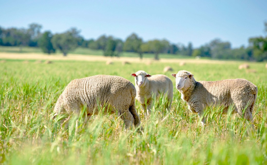 瀬戸内レモンの塩ジンギスカン 計約2,500g