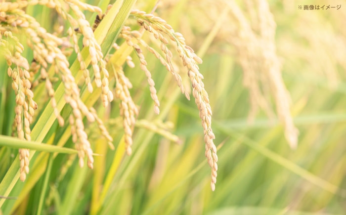 米 定期便 令和7年産 R7年産 コシヒカリ 島根 雲南