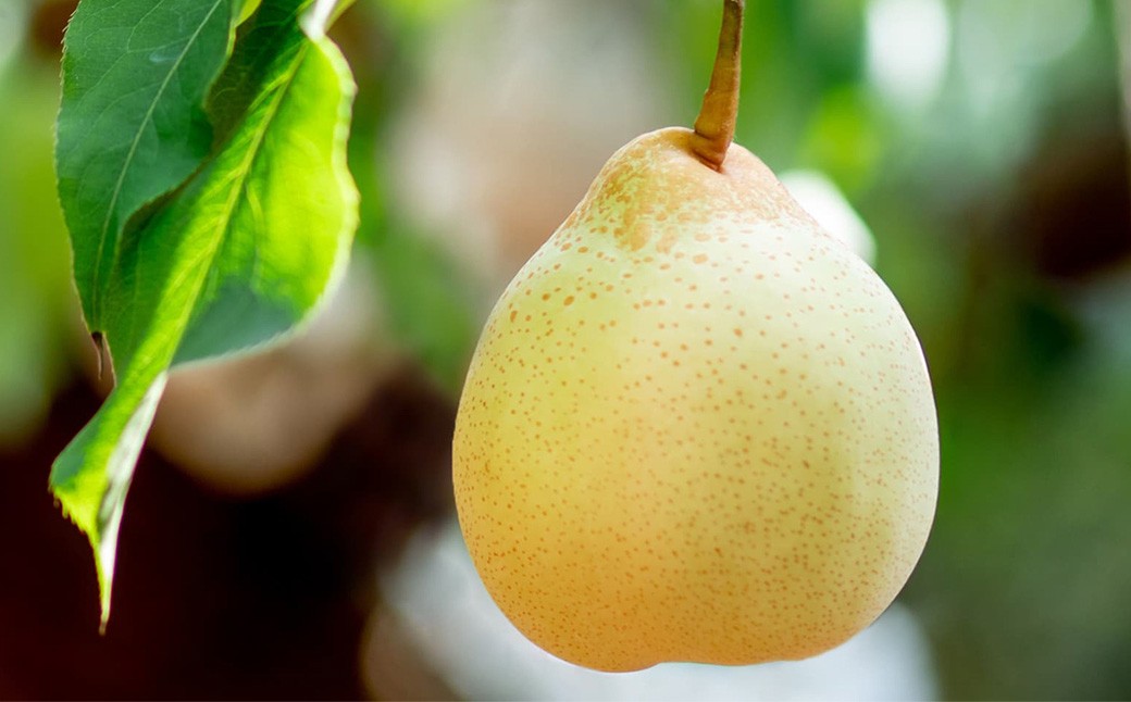 備前横綱 2玉（約1～1.4kg）・備前乙女梨 4～6玉 詰め合わせ 合計約4kg