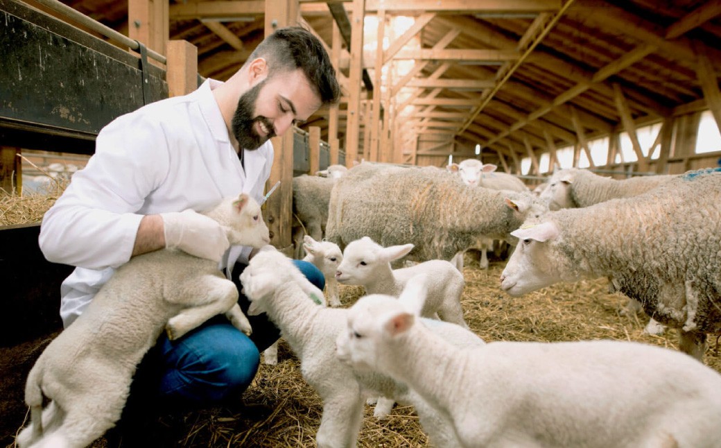 瀬戸内レモンの塩ジンギスカン 計約750g
