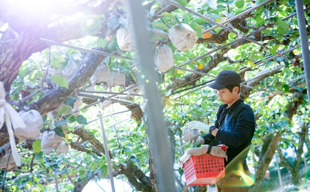 あたご梨 3～6玉 合計約3kg 化粧箱