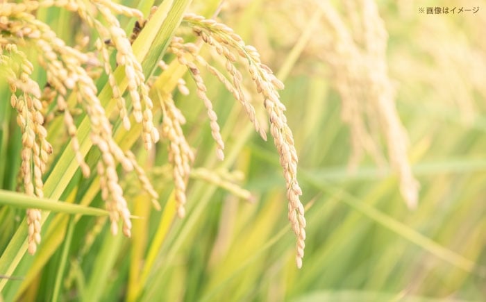 米 定期便 5キロ 新米 特A米