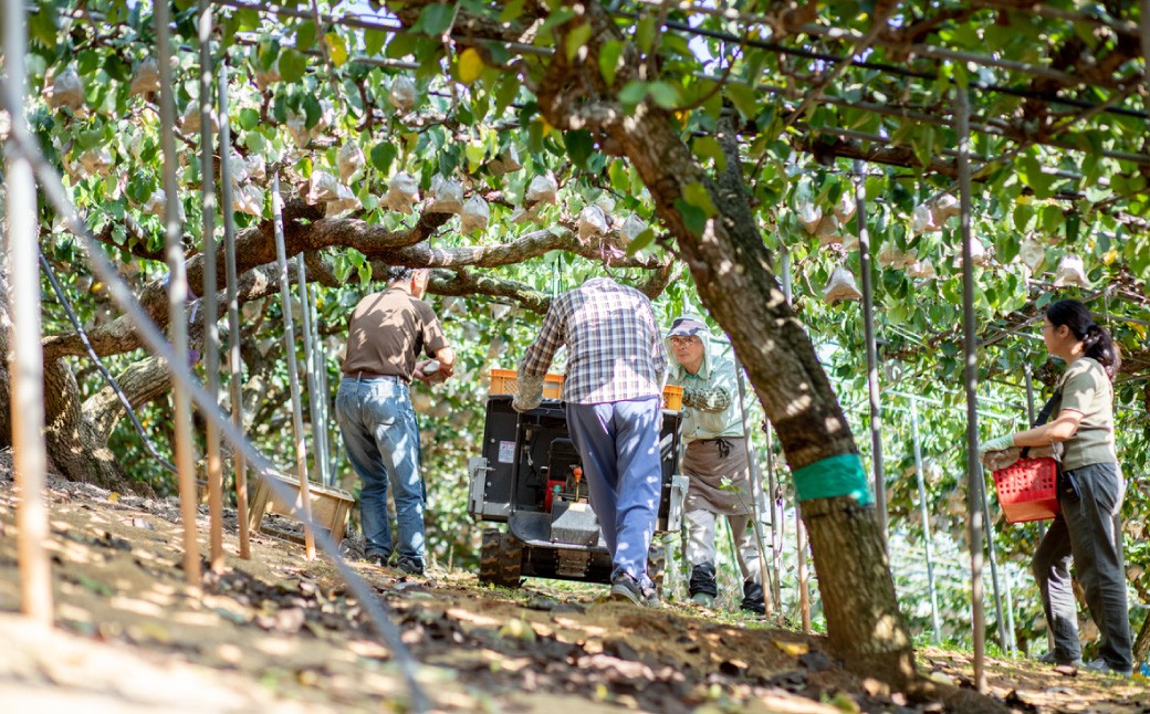 あたご梨 2～3玉・鴨梨（ヤーリー） 3～7玉 詰合せ 合計約4kg ご家庭用