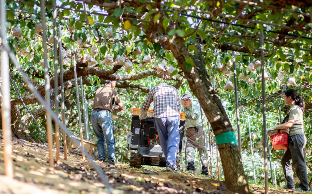 備前乙女梨 5～6玉 合計約3kg
