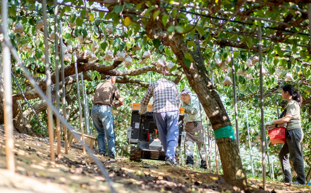あたご梨 3～6玉 合計約3kg 化粧箱