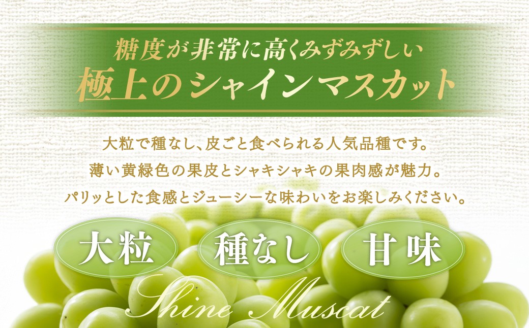 【種なし】岡山県産 シャインマスカット 1房箱 計約800g