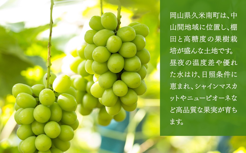 【種なし】岡山県産 シャインマスカット 1房箱 計約800g