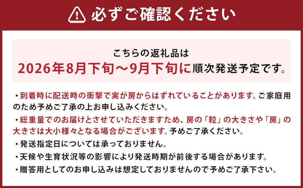 訳あり ご家庭用 シャインマスカット 3パック 約1kg