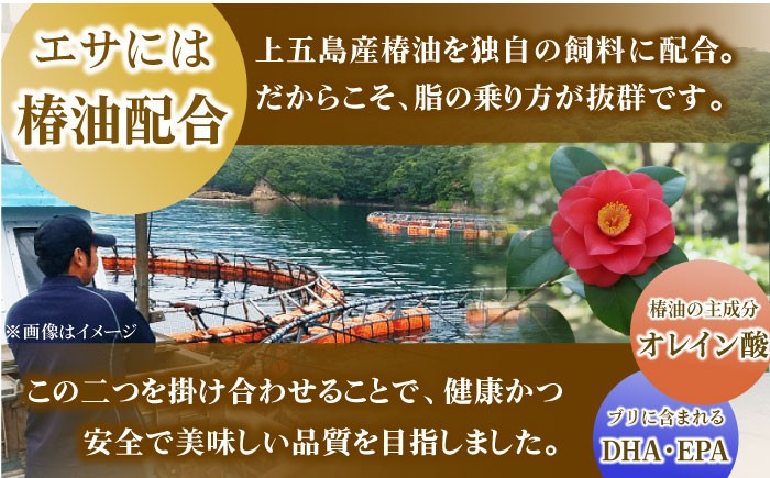 ぶり ブリ 鰤 ぶりしゃぶ しゃぶしゃぶ 刺身 鮮魚 海鮮 魚 五島 五島列島 鍋 年末 正月 日付指定 年内発送 年内配送