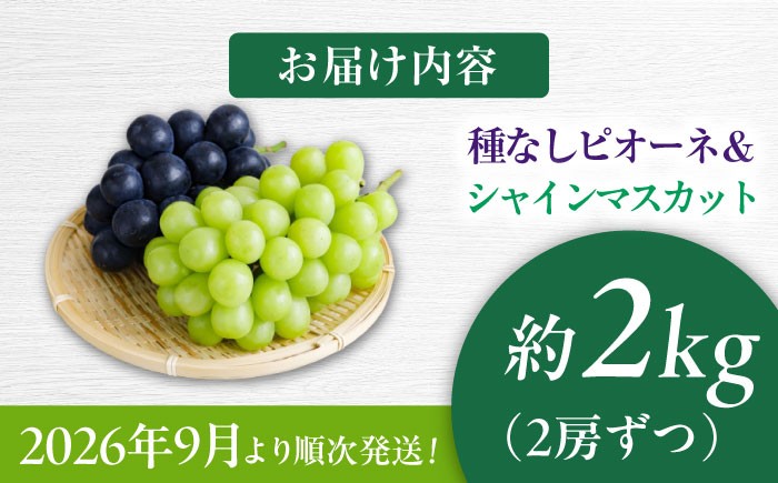 ぶどう ブドウ ぴおーね ピオーネ 葡萄 フルーツ 果物 大粒