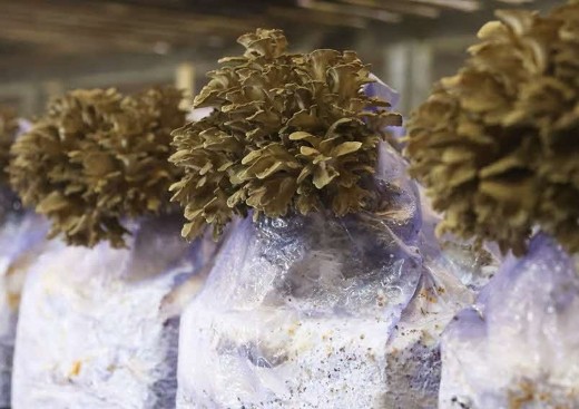 温度管理、湿度管理などに細心の注意を払って生産しています