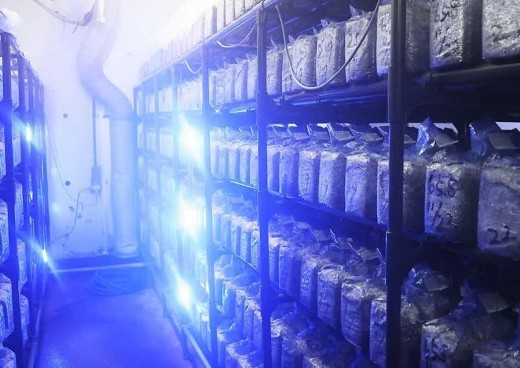 温度管理、湿度管理などに細心の注意を払って生産しています