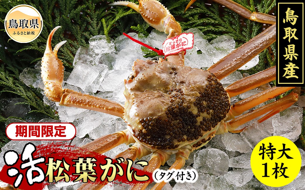 鳥取県産　活松葉がに（タグ付き）特大1枚【期間限定】
