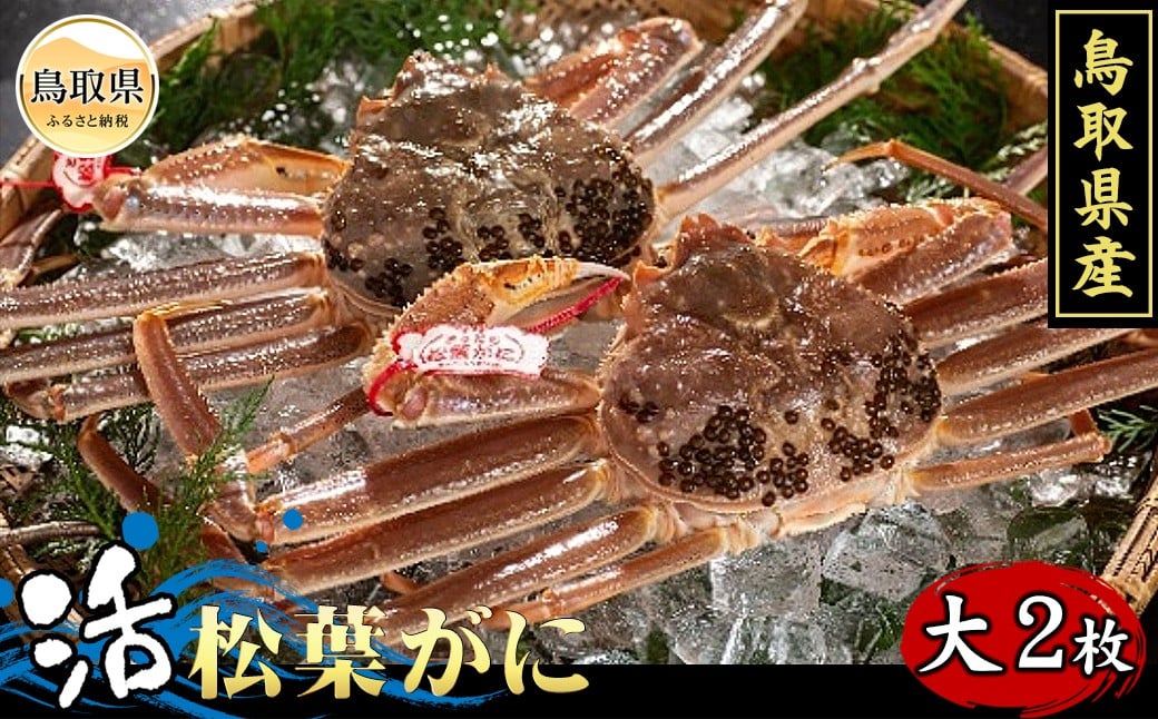 鳥取県産　活松葉がに（タグ付き）大2枚【期間限定】