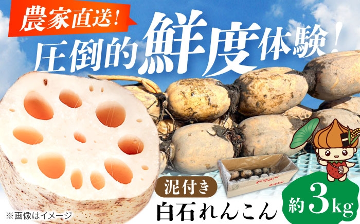 【シャキっ！ほくほく！】潮風と大地が磨き上げた、白石れんこん