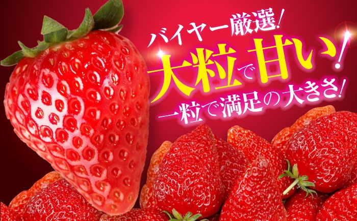 果物 くだもの フルーツ 野菜 いちご イチゴ 苺 ストロベリー 大粒 愛媛県産 大洲市産 ご褒美 おすすめ 人気 お取り寄せ