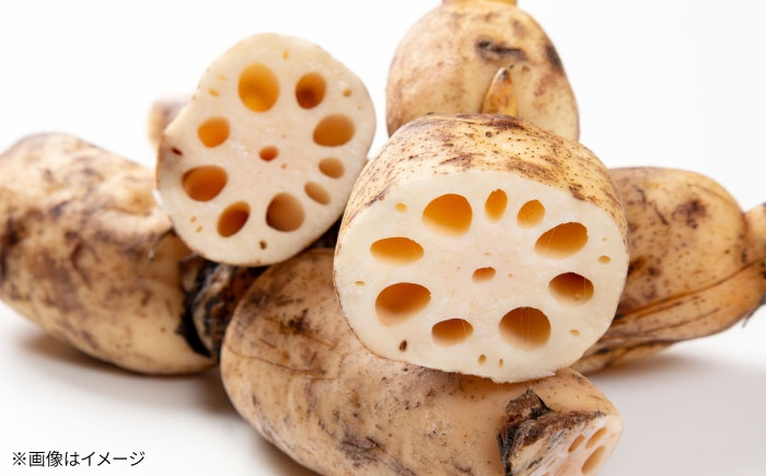 【シャキっ！ほくほく！】潮風と大地が磨き上げた、白石れんこん