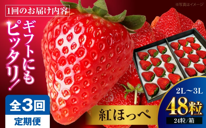 果物 くだもの フルーツ 野菜 やさい いちご イチゴ 苺 ストロベリー 大粒 大容量 甘い ジャム ケーキ タルト アレンジ