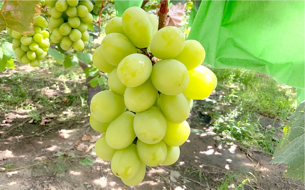 ニューピオーネ1房・シャインマスカット1房