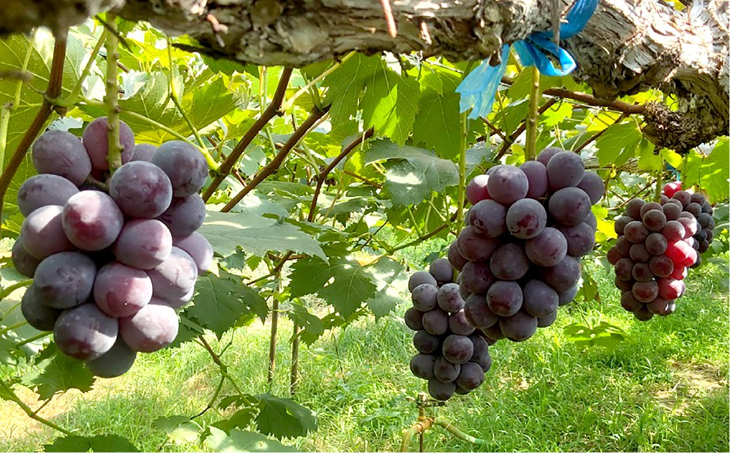 ニューピオーネ1房・シャインマスカット1房