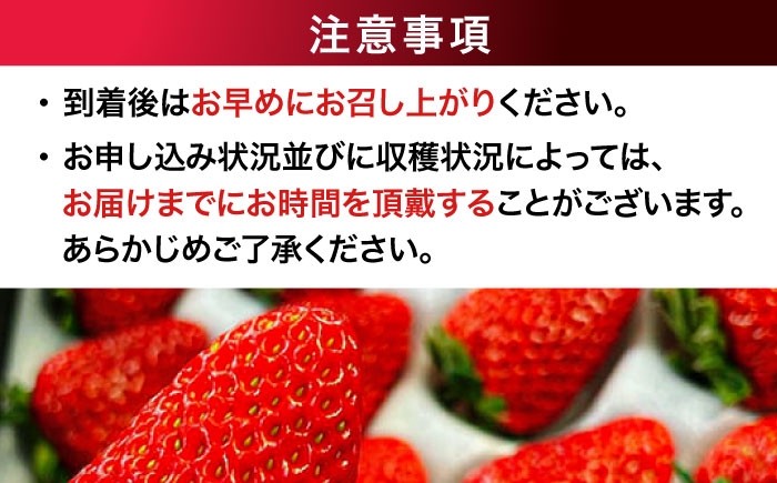 果物 くだもの フルーツ 野菜 いちご イチゴ 苺 ストロベリー 大粒 愛媛県産 大洲市産 ご褒美 おすすめ 人気 お取り寄せ