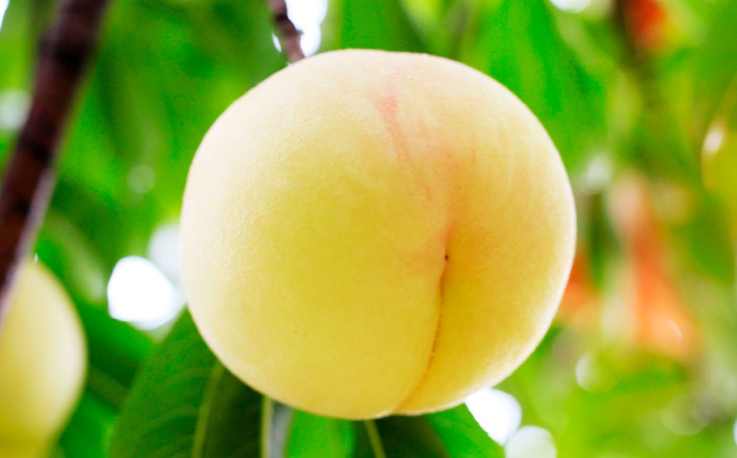 岡山 白桃 2種2玉 （ ロイヤル ） 500g （ 計 1kg ） 【 2026年7月上旬から9月上旬頃発送予定 】