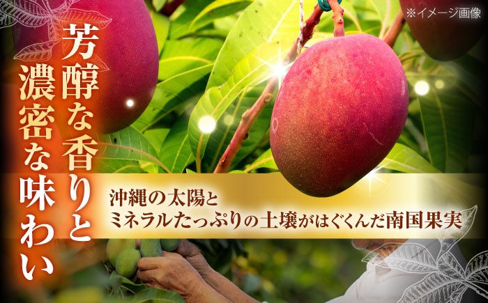 【 2026年発送 先行予約 】訳あり 完熟マンゴー 約2kg (4〜6玉入) マンゴー 2026 訳あり 沖縄 マンゴー 