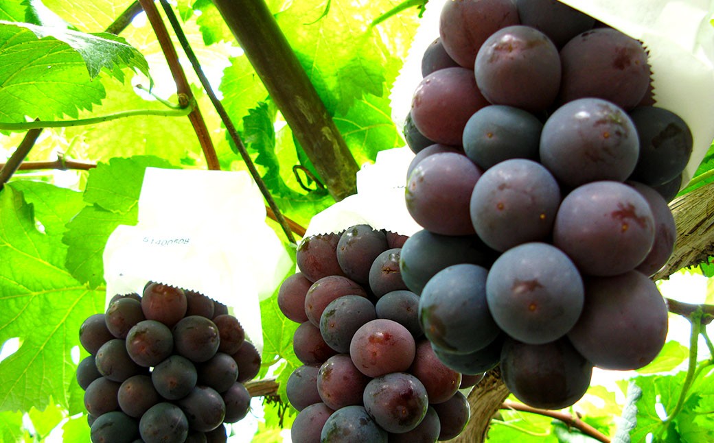 ぶどう 2026年 先行予約 ニュー ピオーネ 1房 600g以上