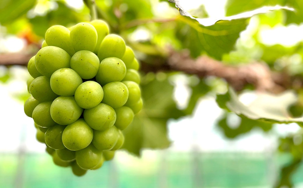 ぶどう 2026年 先行予約 シャイン マスカット 晴王 2房 合計1.4kg以上