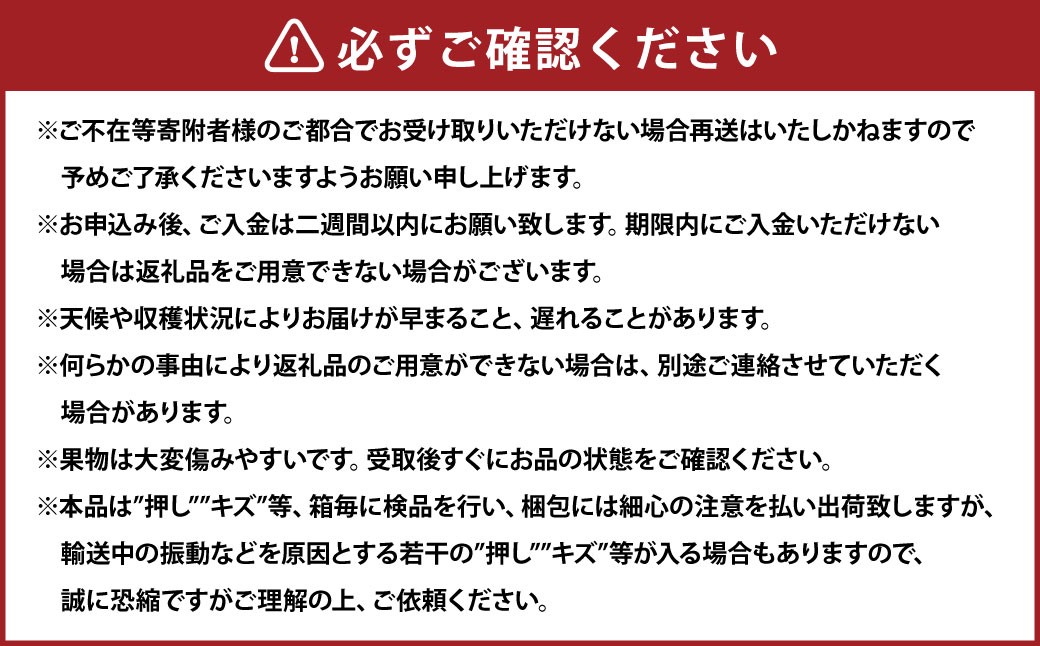 瀬戸ジャイアンツ2房（1房480g以上） 合計約1kg 化粧箱入り